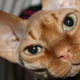 Los gatos Sphynx se crían para que no tengan pelo.